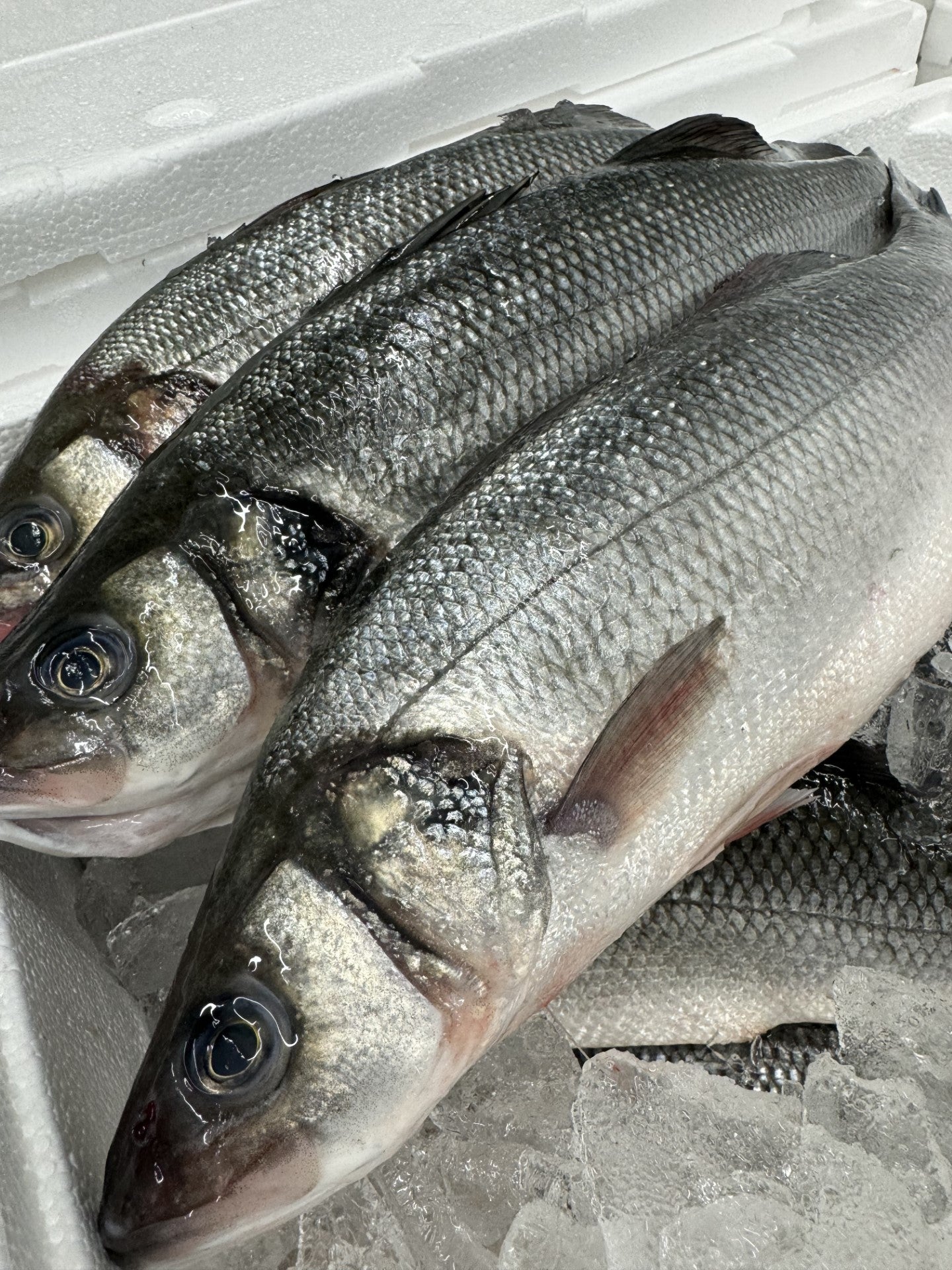 Branzino – Westbury Fish Company