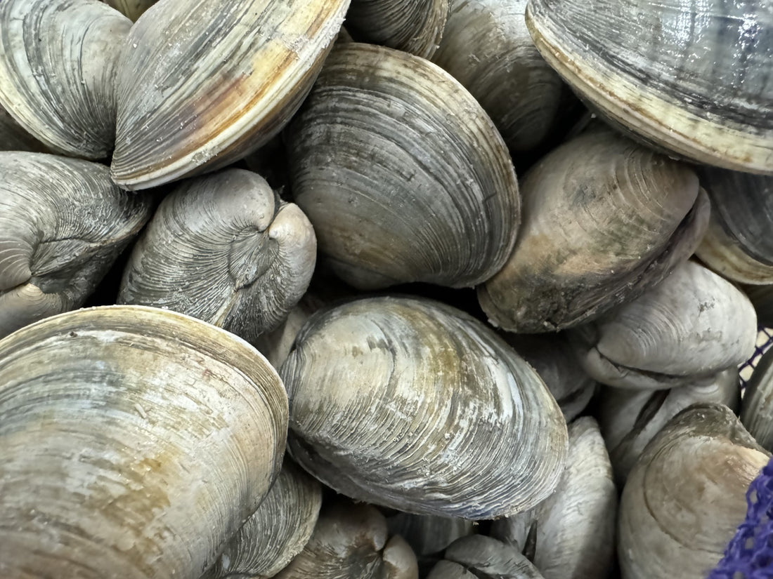 Little Neck Clams – Westbury Fish Company