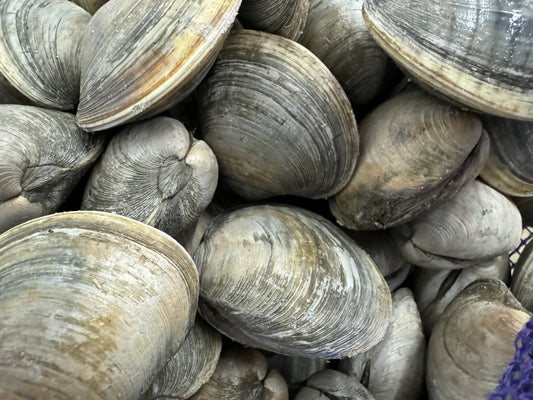 Little Neck Clams