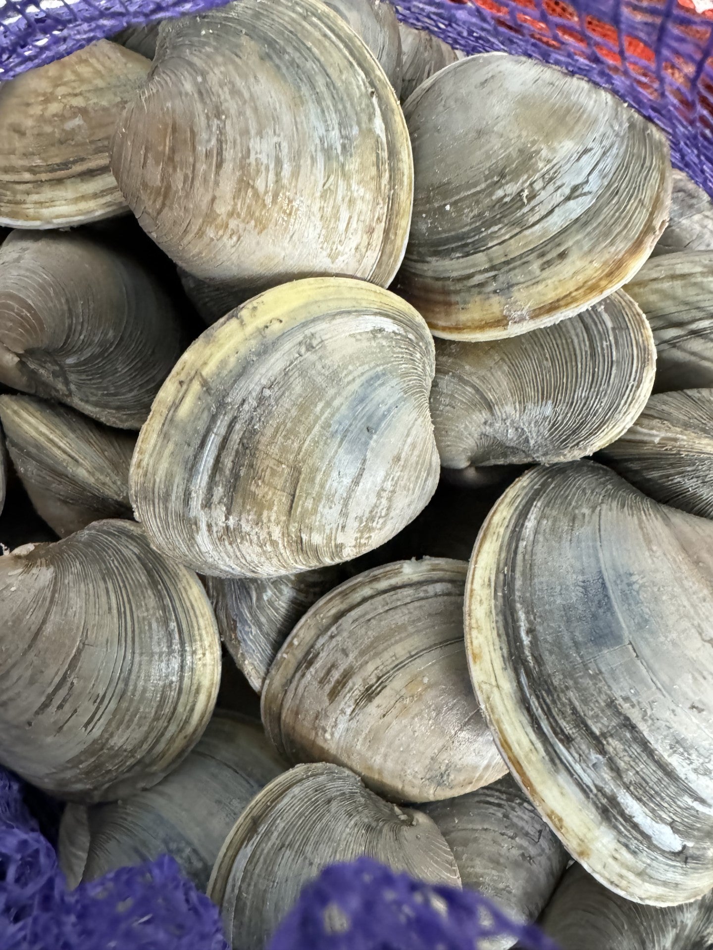 Little Neck Clams