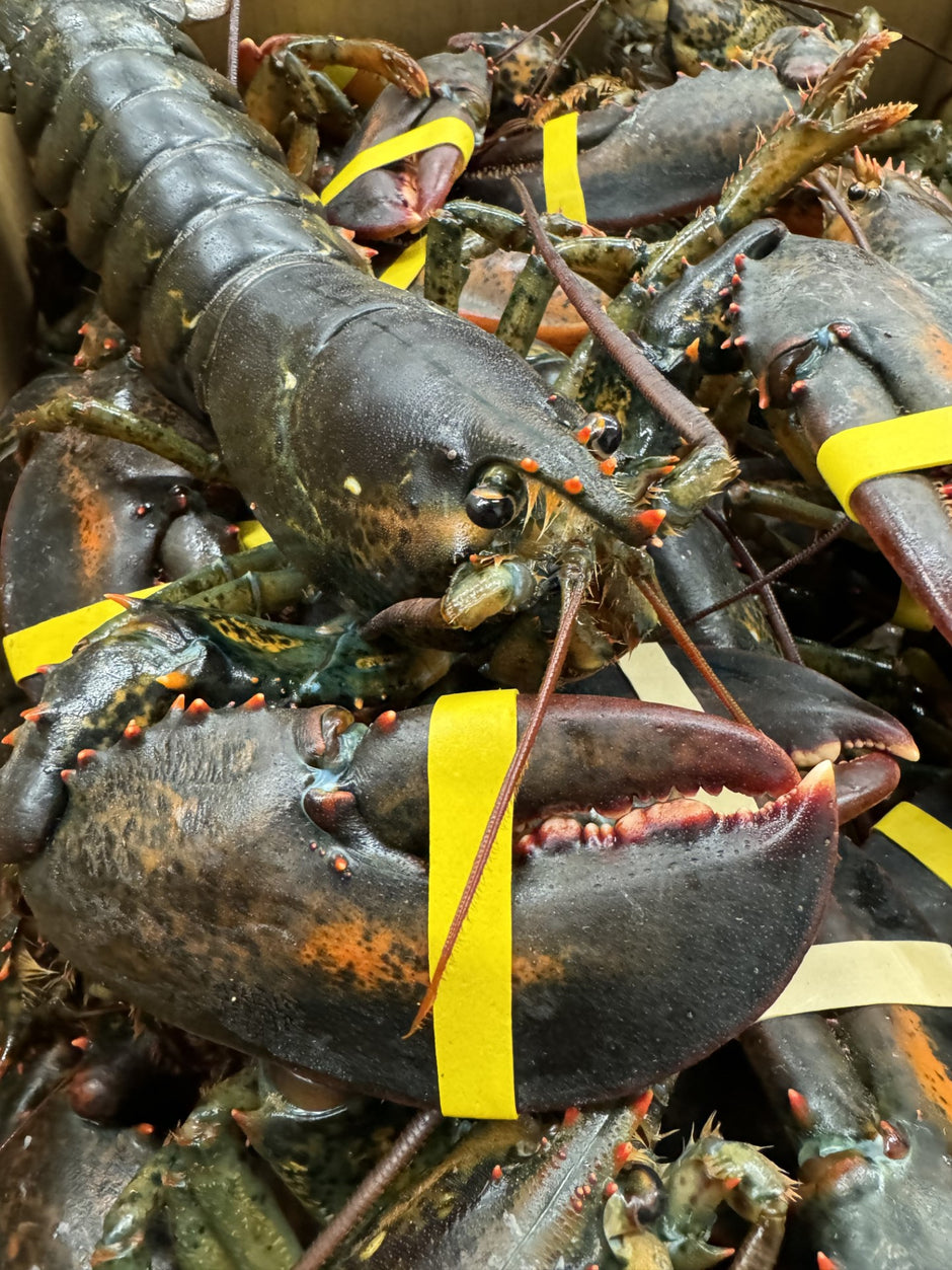 Lobster – Westbury Fish Company