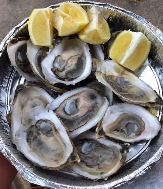 Oysters