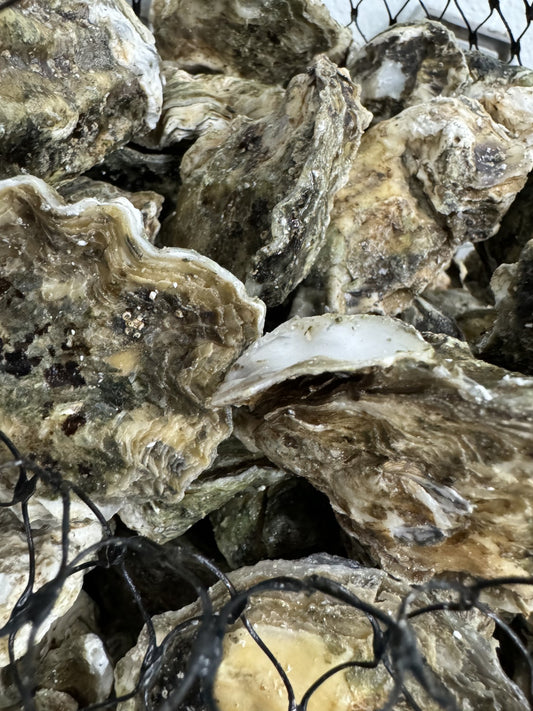 Kumamoto Oysters