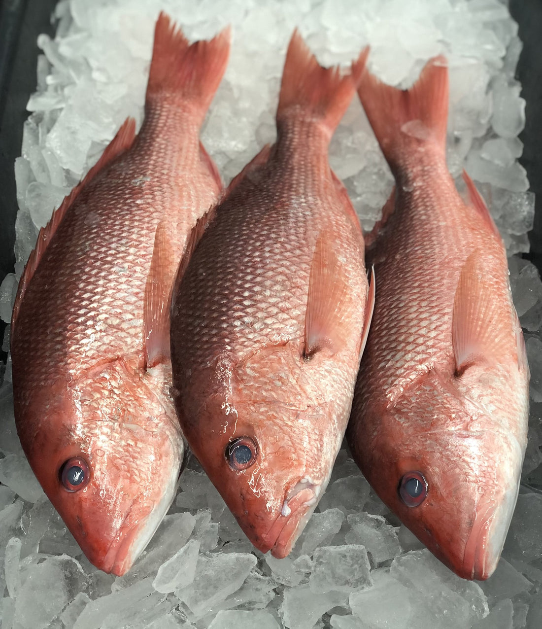 Red Snapper – Westbury Fish Company