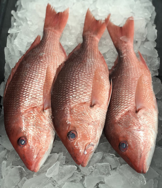 Red Snapper